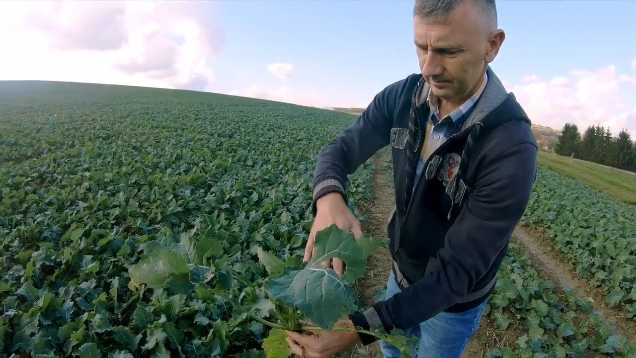 Czym chronimy rzepak na jesień? Kiedy zrobić zabieg? | RZEPAK 2022/2023