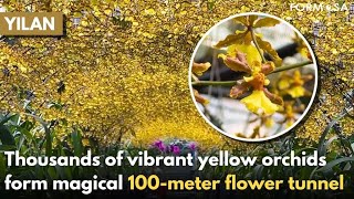Yellow orchid tunnel opens in Yilan after ideal growing season|Taiwan News