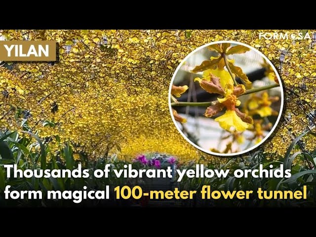 Yellow orchid tunnel opens in Yilan after ideal growing season｜Taiwan News