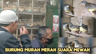 Download Lagu BURUNG SUARA MEWAH HARGA MERAKYAT MP3 Download Lagu BURUNG SUARA MEWAH HARGA MERAKYAT MP3