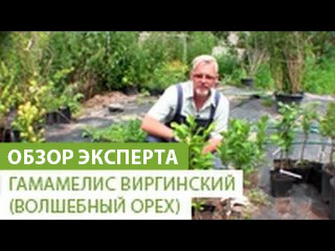 Гамамелис виргинский (волшебный орех). Особенности гамамелиса