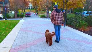 Bethlehem Dog Trainers: Off Leash K9 Training ||| 7 month old Labradoodle, SiSi