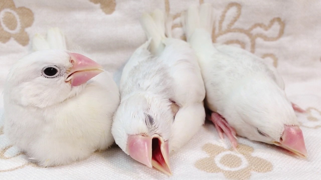 白文鳥睡覺 Youtube 白文鳥睡覺 Youtube