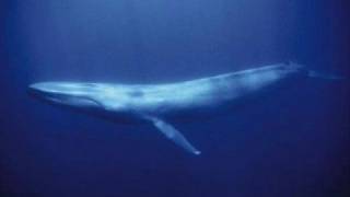 Top 12 Loudest Animals!