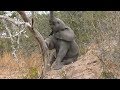 SafariLive July 14 - Cute baby Elephant is blaming the trees!