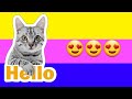 Cutest pets around the world  pet nationcute cat kitten