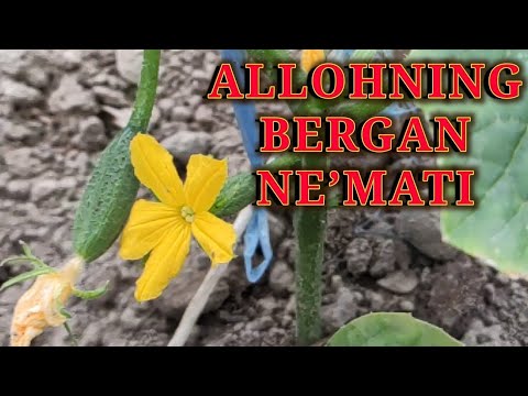 Video: Bog'da Antilles Bodringini - Anguriya (Cucumis Anguria) Qanday Etishtiriladi