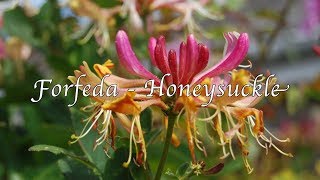 Explore the Forfeda Honeysuckle-Uilleann