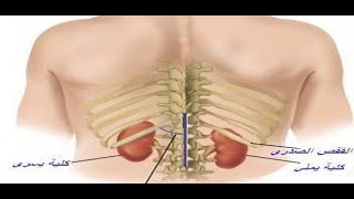 أين مكان الكلى فى جسم الإنسان