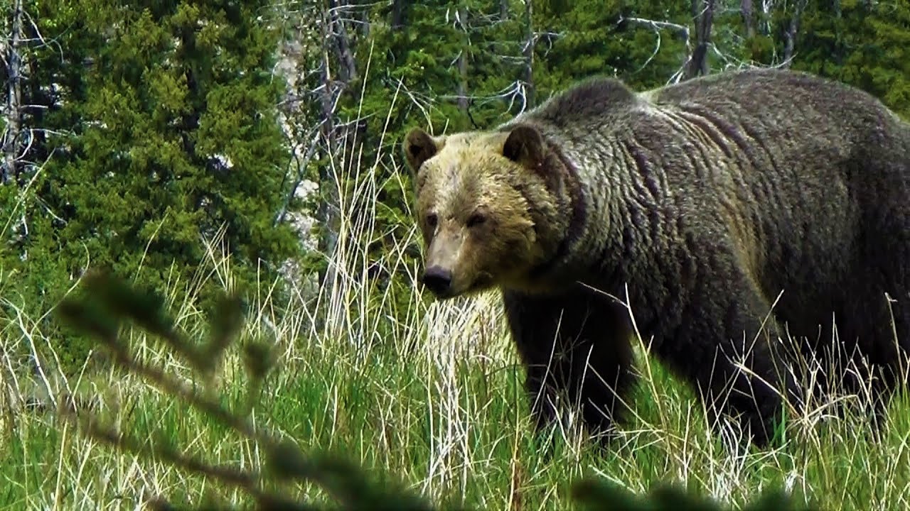 Large grizzly bear steals female bear from young male.