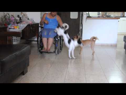 כתם רגלי כסא גלגלים 2 