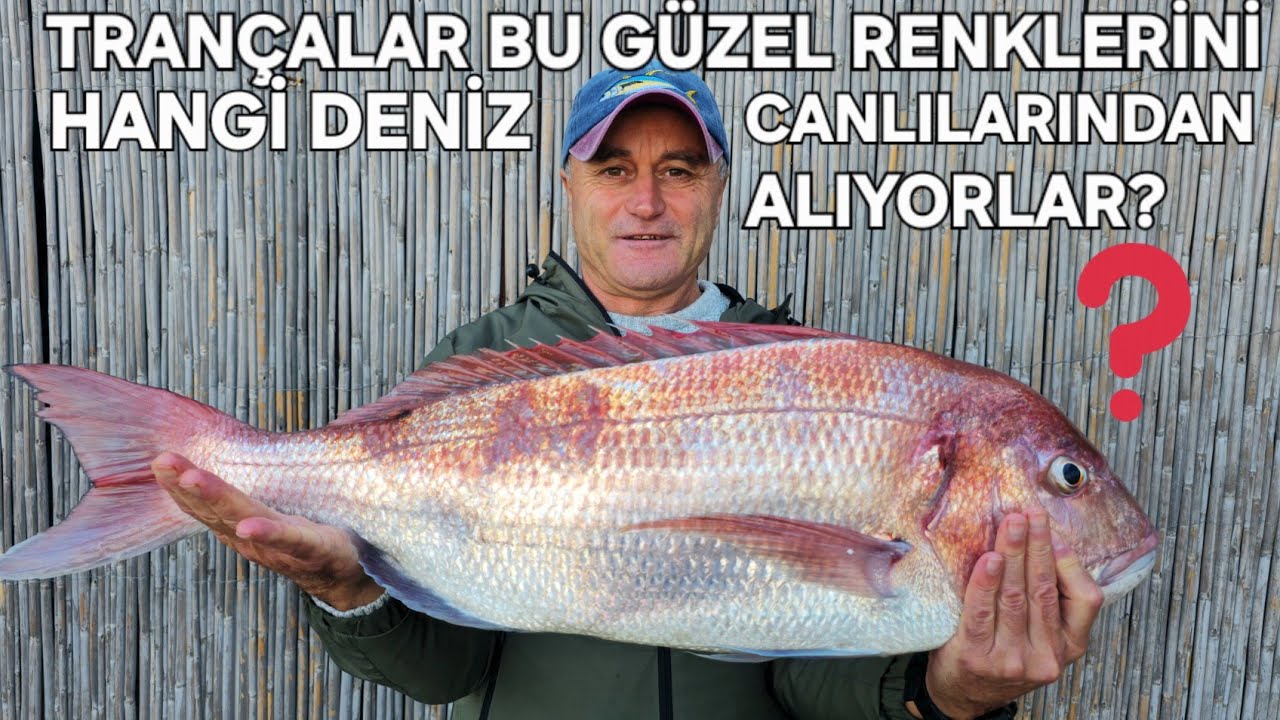 ПОСМОТРИТЕ, КОМУ ТРАНСЧАС ОБЯЗАНЫ ЭТИМИ ПРЕКРАСНЫМИ ЦВЕТАМИ?