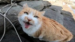 野良猫達何か会話してる??