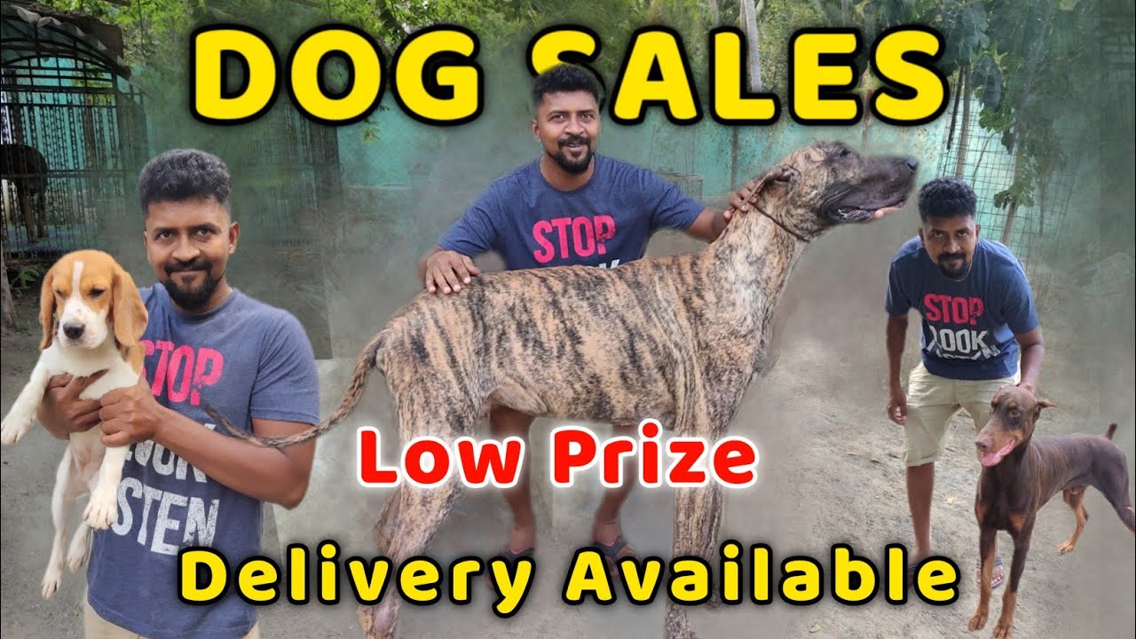 DOG For Sales/Delivery Available/Puppy's Price List/Kennel in Tamilnadu
