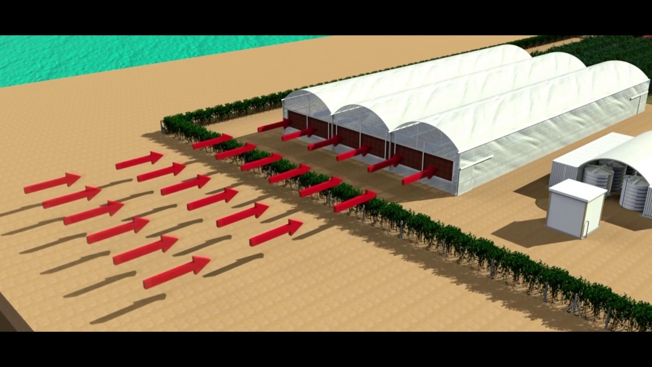 Canopy evaporative cooling process