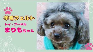 羊毛フェルト　トイプードル　もも　３点おまとめ 羊毛フェルト トイプードル もも様専用 3点おまとめ 羊毛フェルト