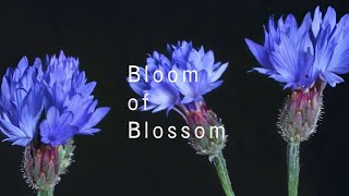 Bloom of Blossom - Official Teaser Trailer | Indie Horror Game