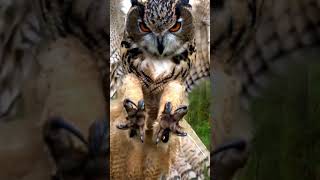 Burung Hantu cantik #shorts