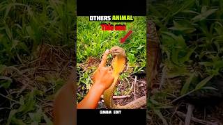Incredible Animal Moments!In this video,you’llsee people holding small but dangerous animals#shorts