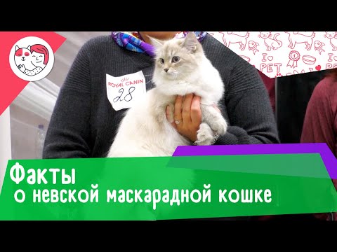 7 необычных фактов о невской маскарадной кошке