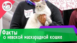 7 необычных фактов о невской маскарадной кошке