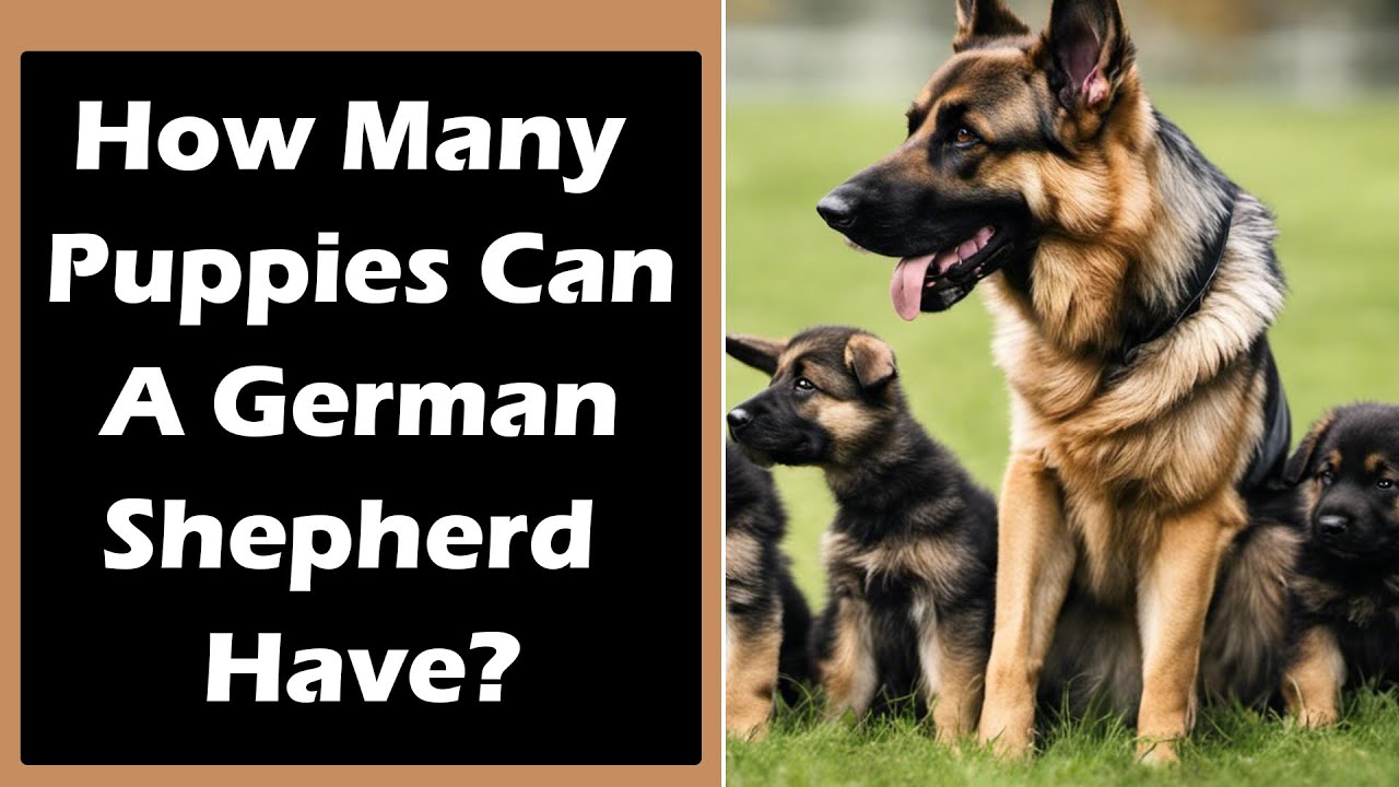 How Many Puppies Can A German Shepherd Have? Unbelievable Answer Will