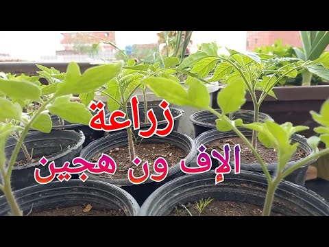 تجهيز التربة لزراعة الطماطم الإف ون هجين العروة النيلي بكل بساطة