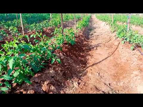 Video: Daikon: Maelezo, Misingi Ya Teknolojia Ya Kilimo, Mali Muhimu