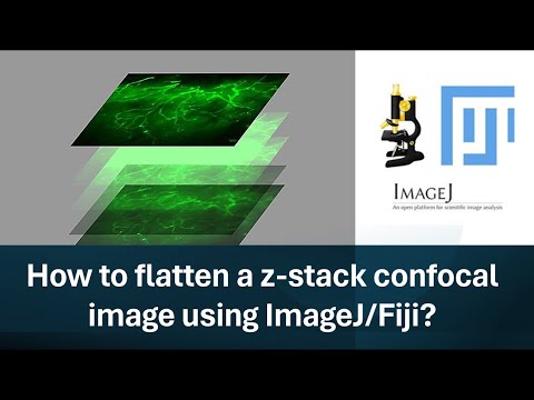Part-2: How to flatten a z-stack confocal image using ImageJ/Fiji?