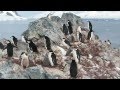 Chinstrap Penguin Colony at Orne Harbor, Antarctica