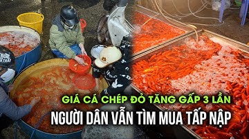 Cá chép đỏ tăng gấp 3 lần, lái buôn "hốt bạc" trước ngày ông Công, ông Táo