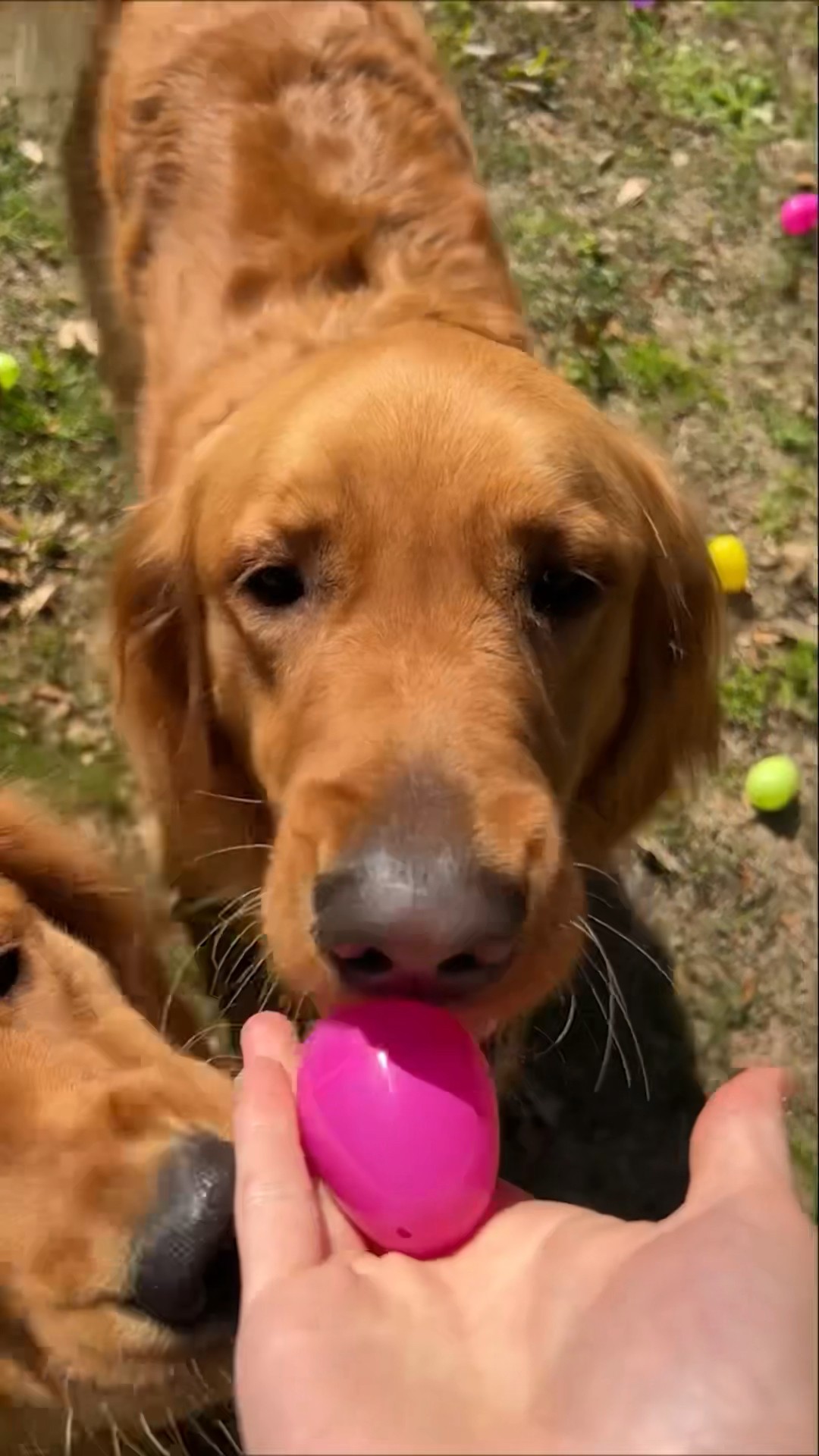 Easter Egg Hunt