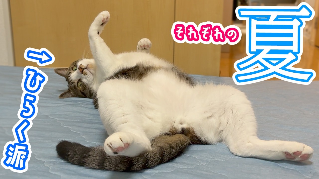 夏】開く派のぽん、閉じる派のうず！【寝相いろいろ】 - YouTube