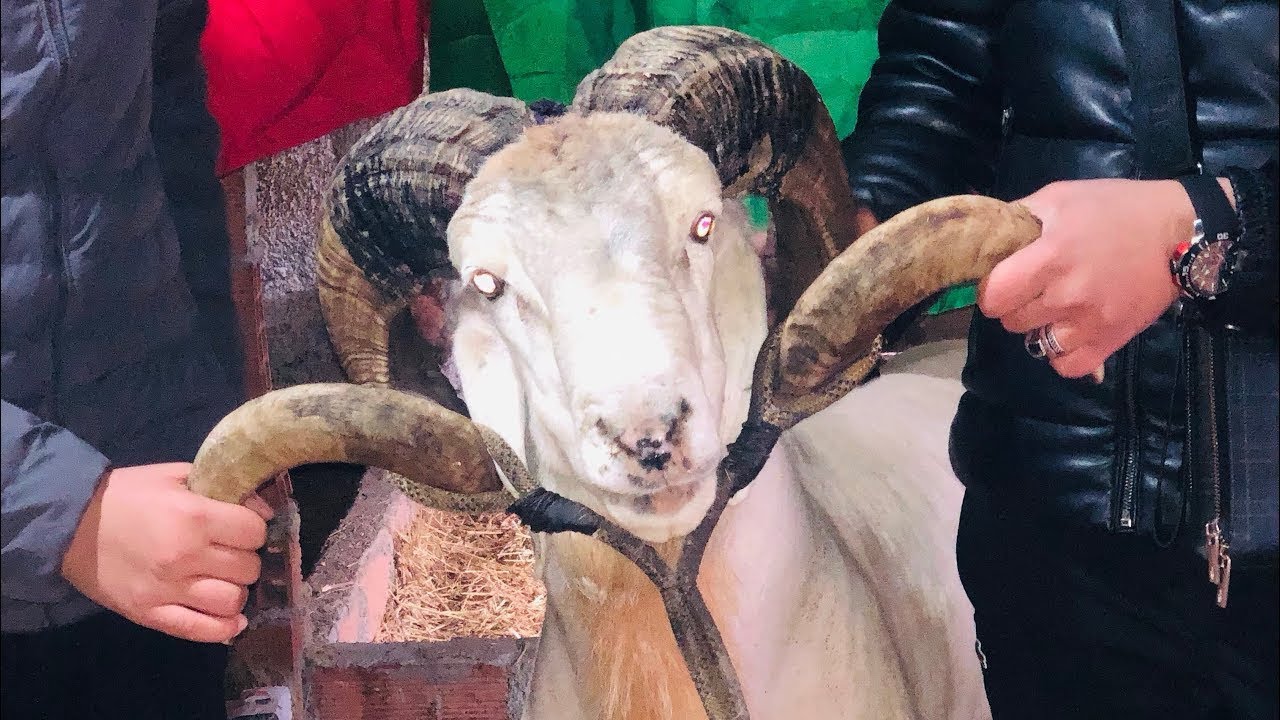 الملك سوق أهراس 🇩🇿 خليفة هولاكو 🇹🇳