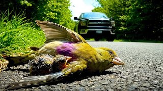 Rescuing An Injured Mother And Baby American Dfinch By The Road Full Wildlife Story