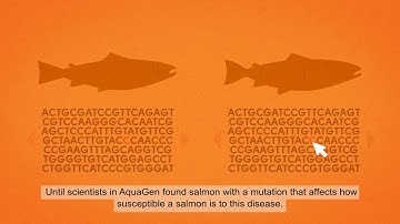 AquaGen - From traditional to modern selective breeding