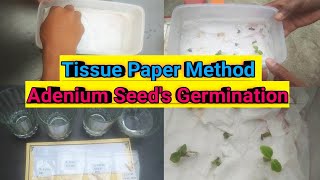 Grow Adenium Seeds On Tissue Paper II Adenium Seed Germinate Without Soil #adenium #adeniumflowers