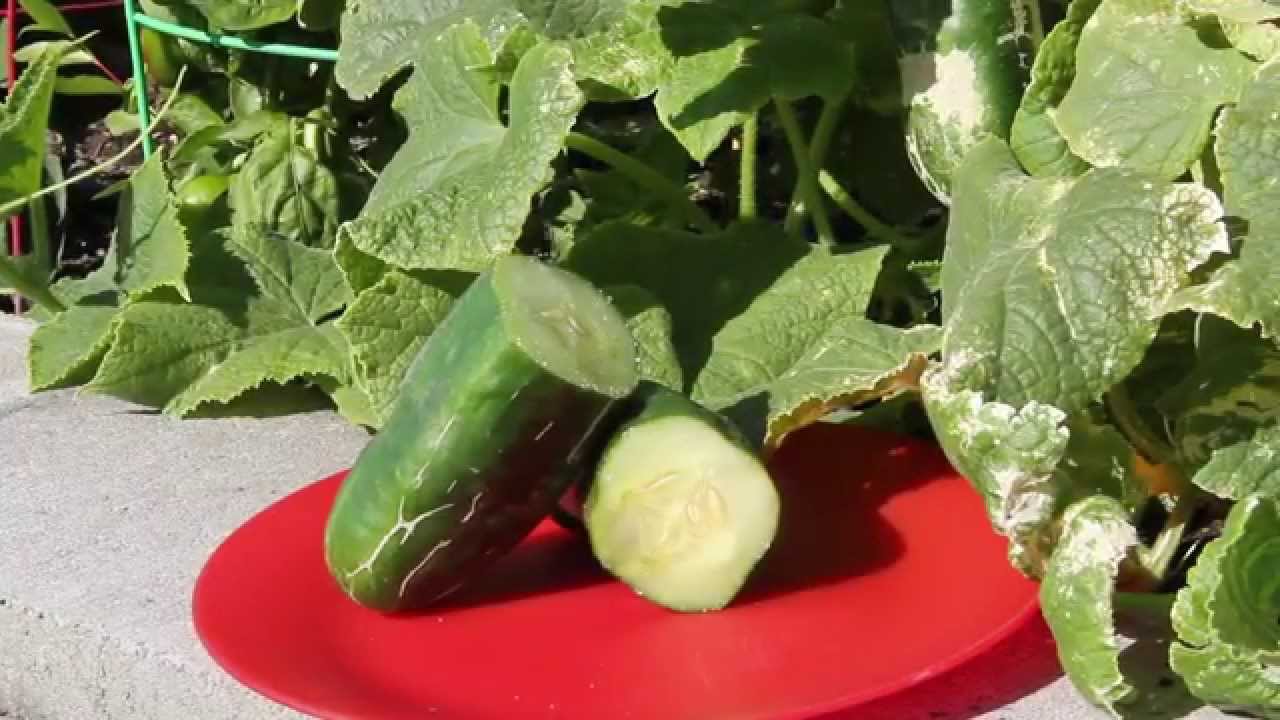 When To Pick Cucumbers Harvest Youtube