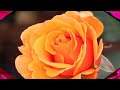 Favorite roses (HD1080p)