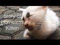 Story of homeless kitten-Rescue kitten
