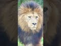 Do you prefer lions or tigers?  #animals #wildlife #tiger #lion #shorts