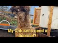 do I need a license for my Chickens? #chickens #eggs #ducks #homestead #farmlife #offgridliving