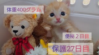 【一人暮らし猫を保護】27日目　連休初日主引きこもり　猫大迷惑【体重400】