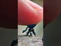 Sharing blue syrup with black ants swarming my finger #timelapse #insects #shorts