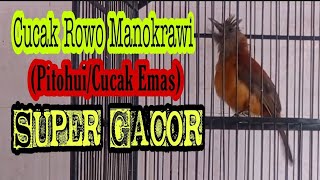 Suara Kasar Cucak Rowo Papua Manokwari : Cucak emas/ Pitohui Gacor Super