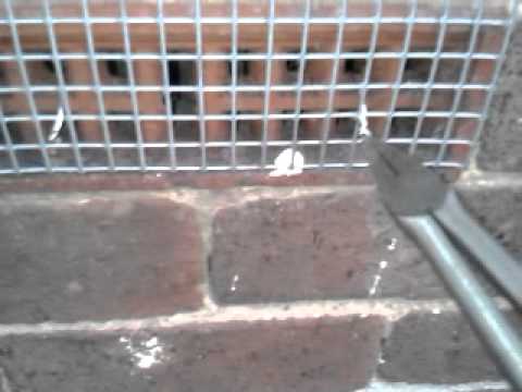 Rat