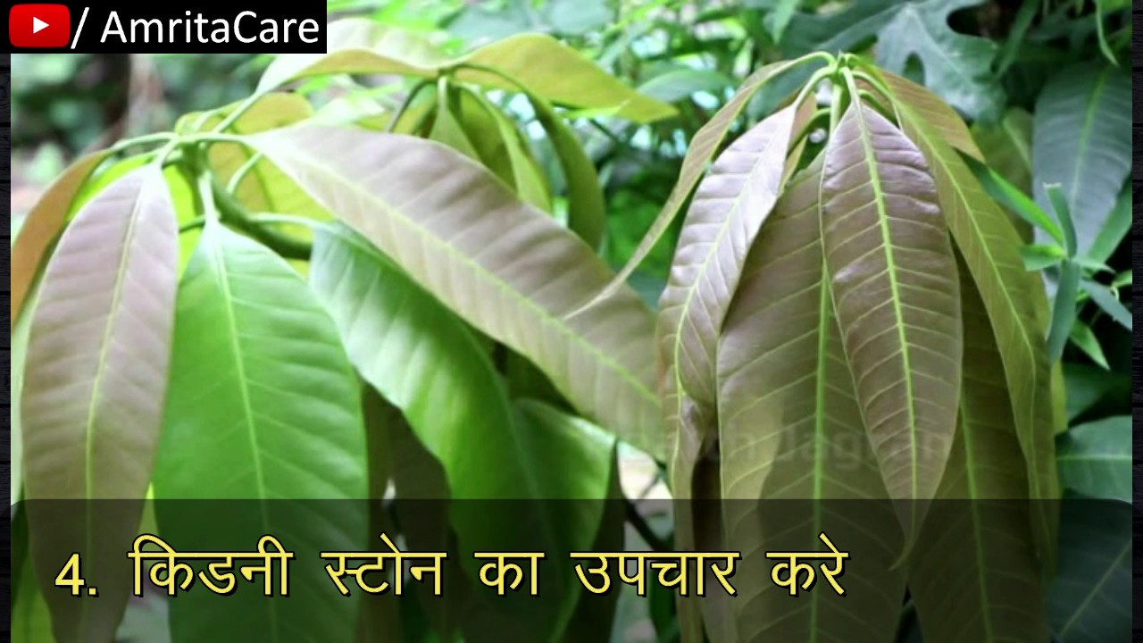 आम के पत्ते के फायदे Mango Leaves use & benefits in hindi Indian