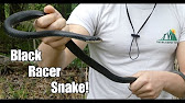 The Black Racer Snake Facts Bite Test Youtube