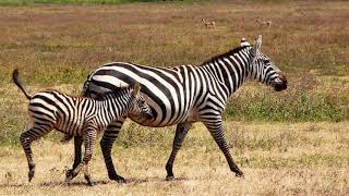 A Zebra Quilt Has A Lot To Say