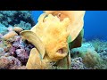 4K DIVING SAFARI IN THE PHILIPPINES 2020